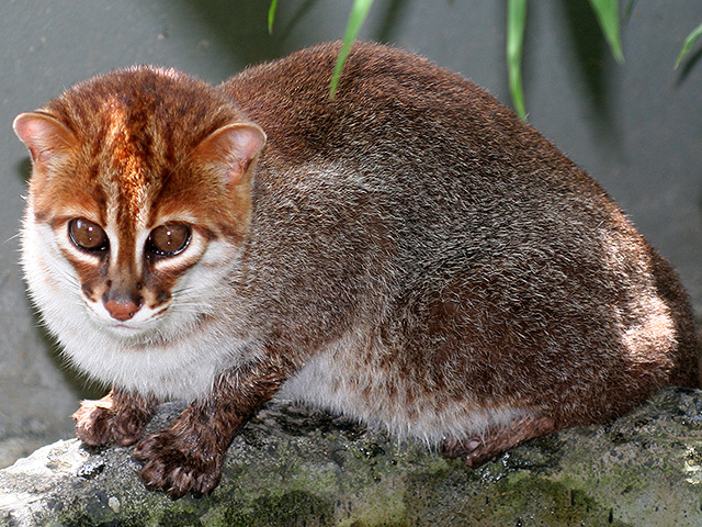 В Таиланде обнаружили суматранскую кошку, которую считали вымершей