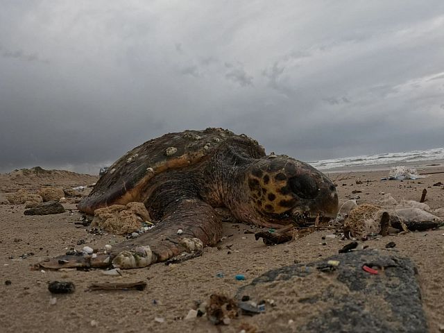 После шторма морские черепахи могут нуждаться в помощи. Опубликован номер горячей линии