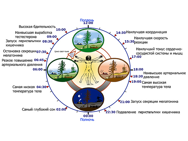 Циркадные ритмы матери могут влиять на риск бактериальных инфекций у детей