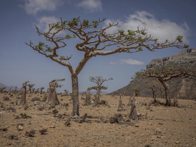 Сотни туристов застряли на острове Сокотра из-за военных действий в Йемене