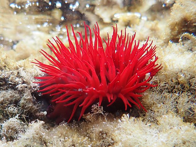 Сон возник сотни миллионов лет назад еще у медуз и актиний. Израильское исследование