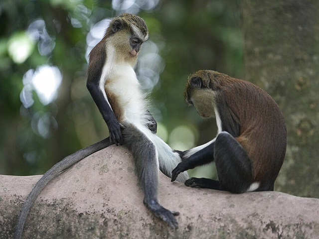 Однополые сексуальные отношения у приматов могут быть древней стратегией выживания
