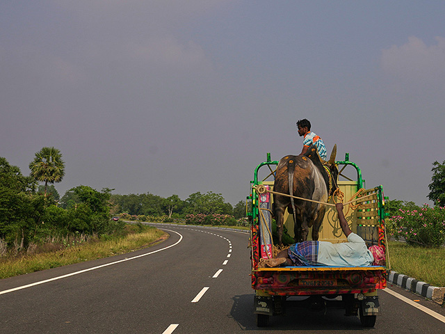 "Индийская коррида" джалликатту. Фоторепортаж