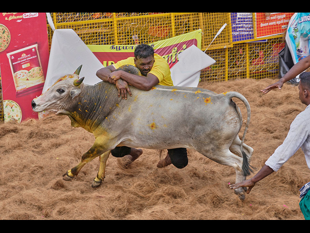 "Индийская коррида" джалликатту. Фоторепортаж