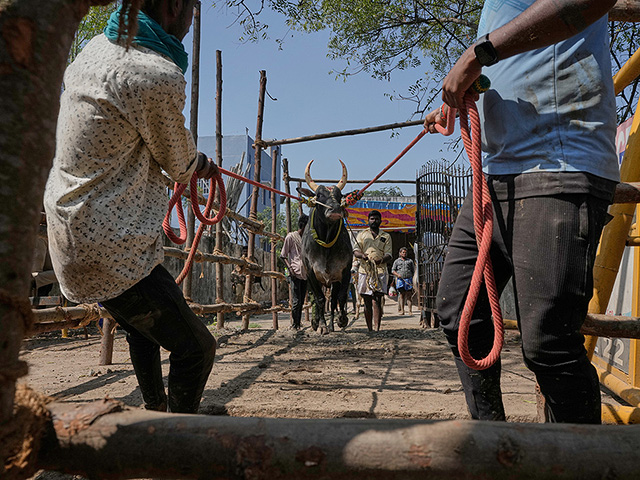 "Индийская коррида" джалликатту. Фоторепортаж