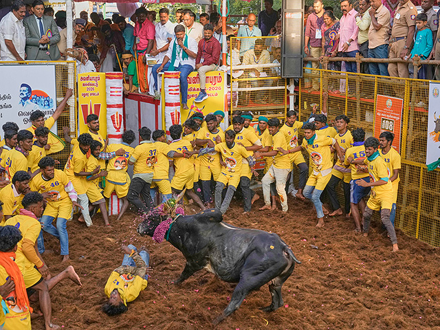 "Индийская коррида" джалликатту. Фоторепортаж