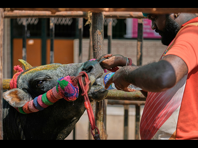 "Индийская коррида" джалликатту. Фоторепортаж