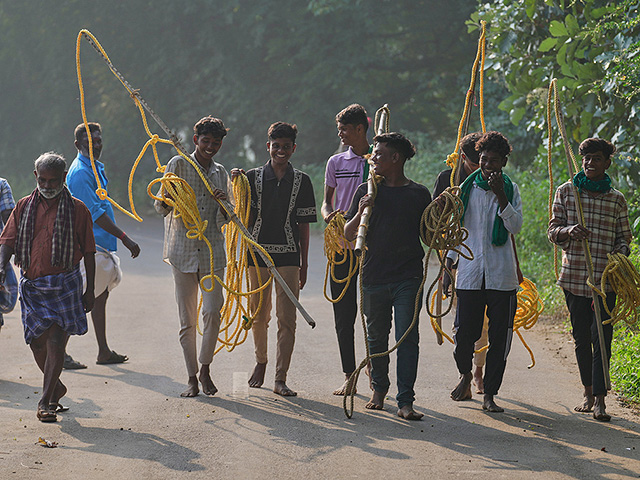 "Индийская коррида" джалликатту. Фоторепортаж