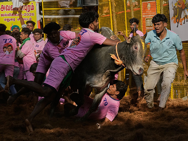 "Индийская коррида" джалликатту. Фоторепортаж