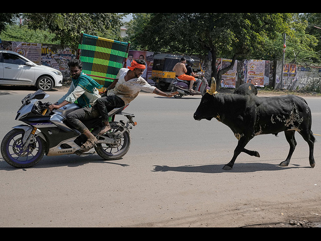 "Индийская коррида" джалликатту. Фоторепортаж