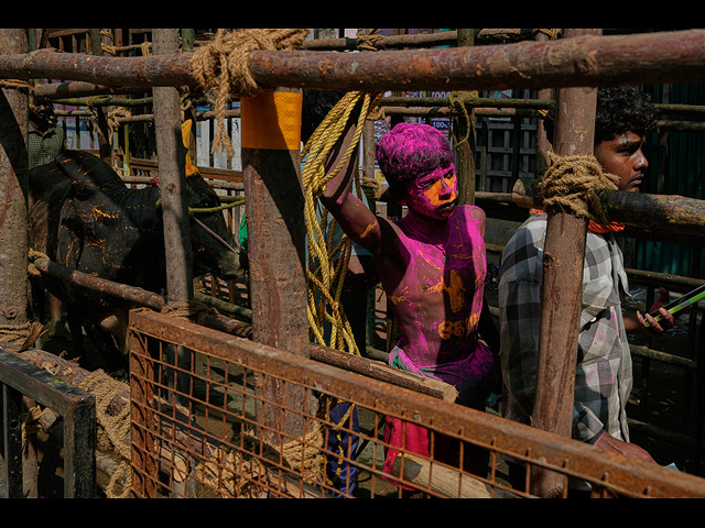 "Индийская коррида" джалликатту. Фоторепортаж