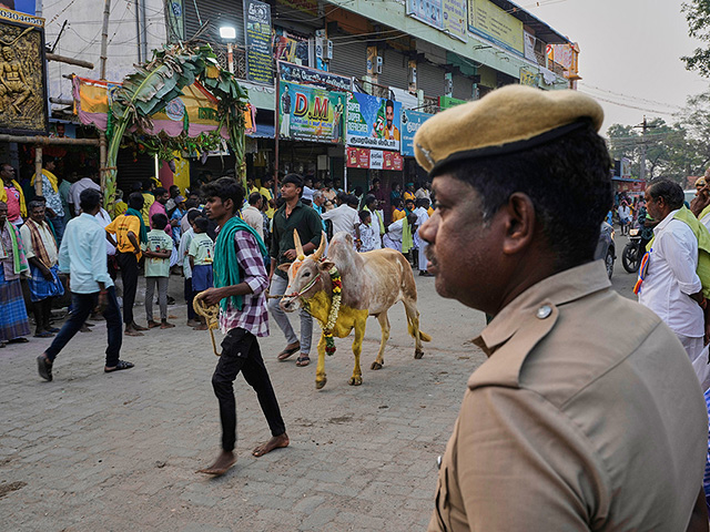 "Индийская коррида" джалликатту. Фоторепортаж