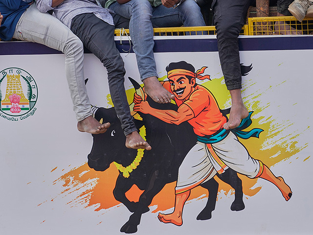 "Индийская коррида" джалликатту. Фоторепортаж