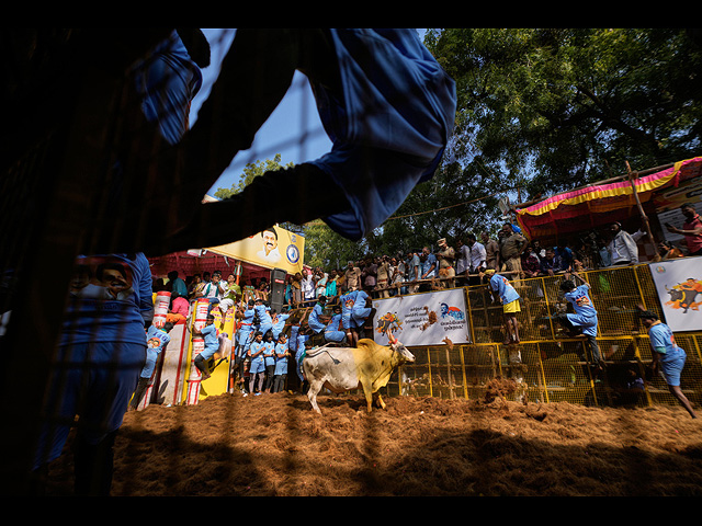 "Индийская коррида" джалликатту. Фоторепортаж