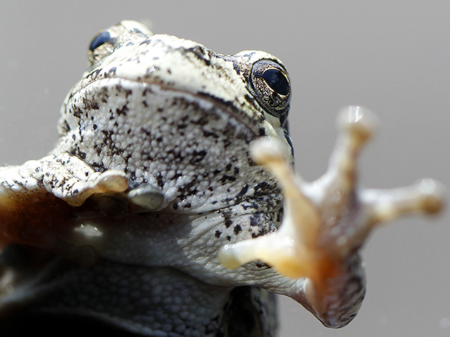 Кишечные бактерии лягушек способны уничтожать раковые опухоли