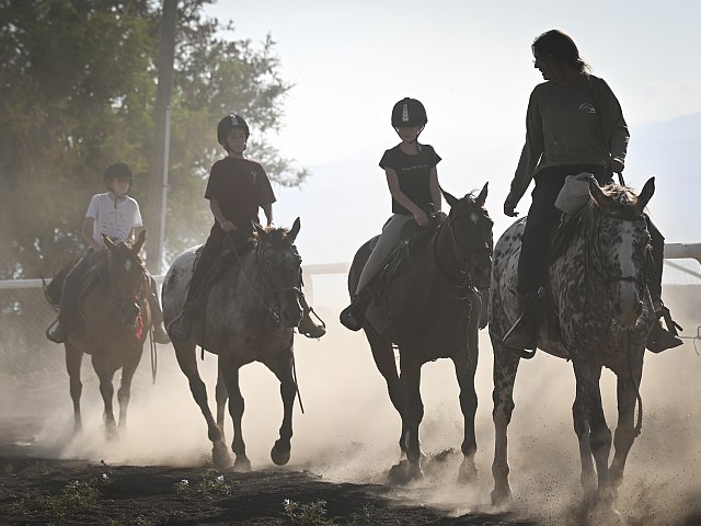 С фермы "Шломит" в Негеве украли лошадей, работавших с пациентами с ПТСР