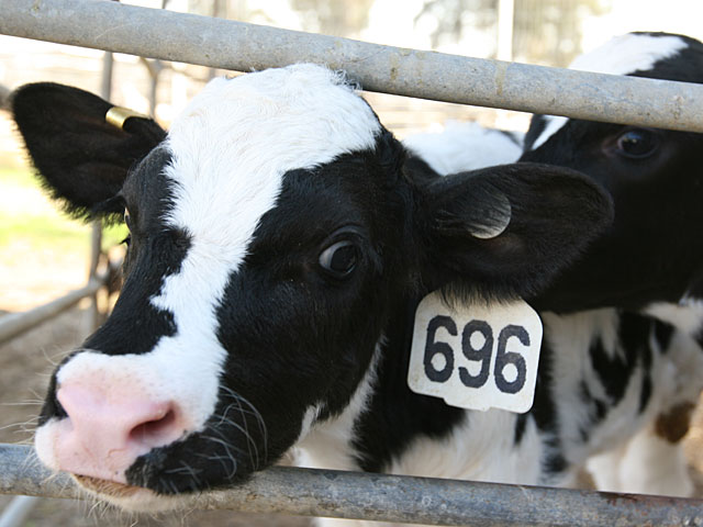 Ветеринарная служба угрожает оставить магазины без мяса, птицы и яиц