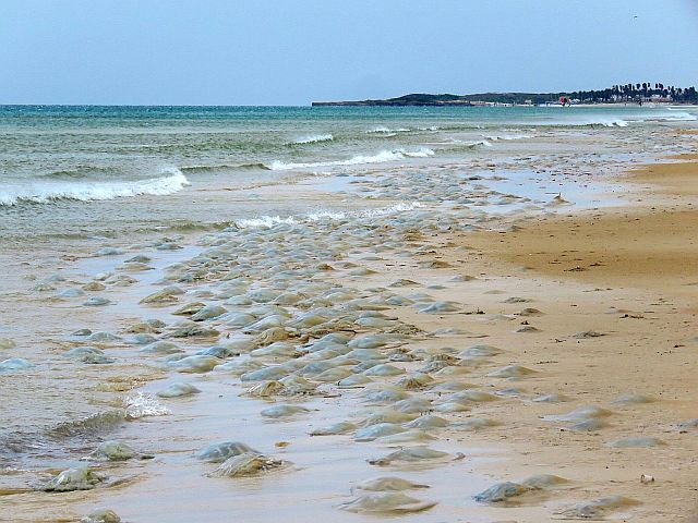 Нашествие медуз около Кейсарии. Фото
