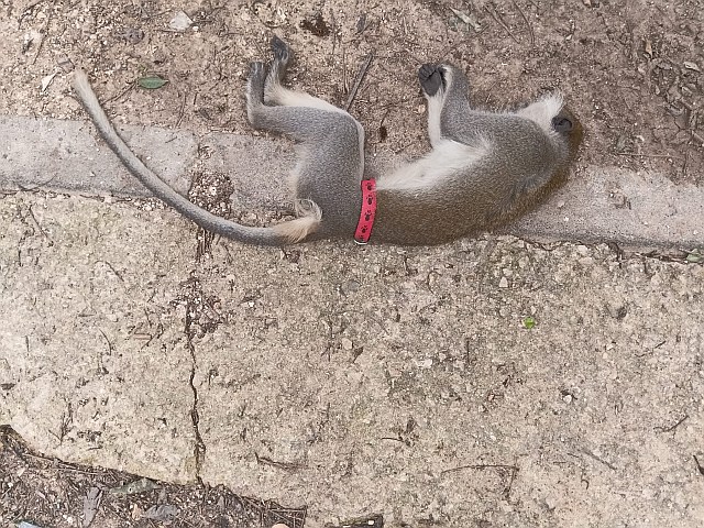 Не успели: зеленая мартышка, бродившая в районе Лода, найдена мертвой