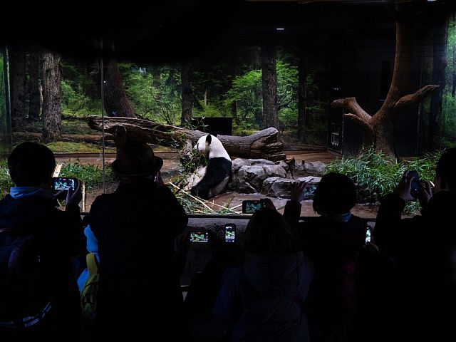 Япония возвращает Китаю последних двух панд на фоне напряженных отношений