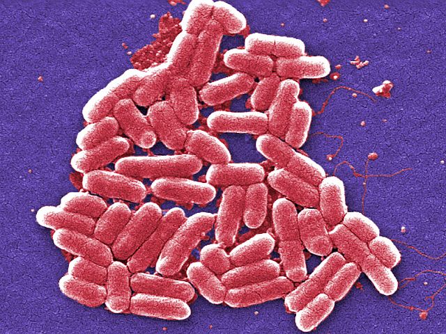 Наши гены могут влиять на микробиом кишечника других людей. Новое исследование