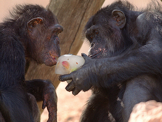 Обезьяны делятся "инсайдерскими знаниями", помогающими им находить лучшую пищу