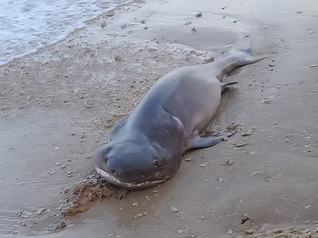 На израильском побережье впервые за 14 лет была найдена шестижаберная акула