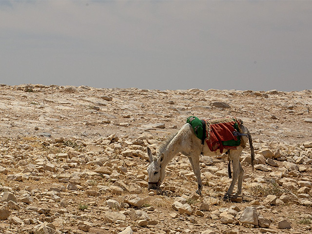 "Гаарец" заплатит пастуху за использование его фото для иллюстрации "Молодежи холмов"
