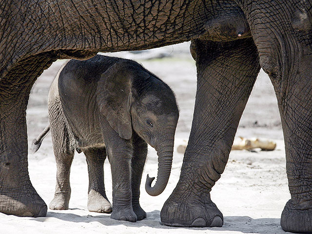 На севере Индии поезд сбил семь слонов