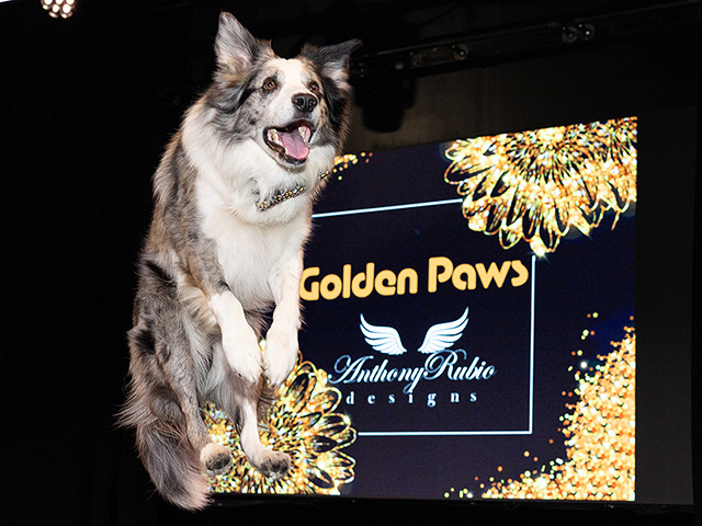 Собачий "Золотой глобус": звезды и их наряды. Фоторепортаж