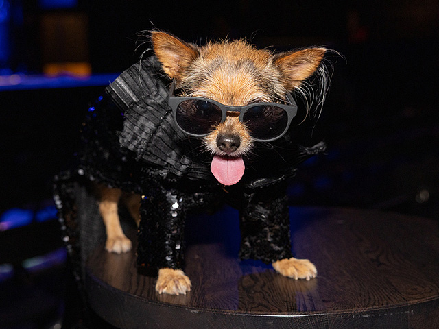 Собачий "Золотой глобус": звезды и их наряды. Фоторепортаж