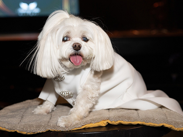 Собачий "Золотой глобус": звезды и их наряды. Фоторепортаж
