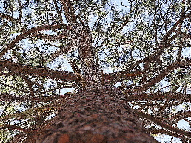 Кора деревьев может удалять фармацевтические загрязнения из сточных вод