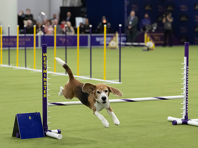 Юбилейное "вестминстерское дог-шоу" в Нью-Йорке. Фоторепортаж 2026 года