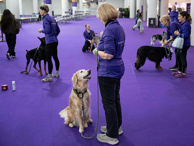 Юбилейное "вестминстерское дог-шоу" в Нью-Йорке. Фоторепортаж 2026 года