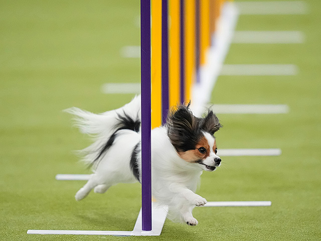 Юбилейное "вестминстерское дог-шоу" в Нью-Йорке. Фоторепортаж 2026 года