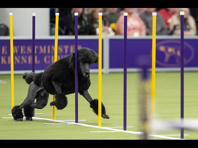 Юбилейное "вестминстерское дог-шоу" в Нью-Йорке. Фоторепортаж 2026 года