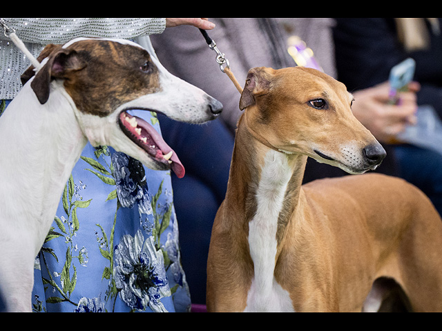 Юбилейное "вестминстерское дог-шоу" в Нью-Йорке. Фоторепортаж 2026 года