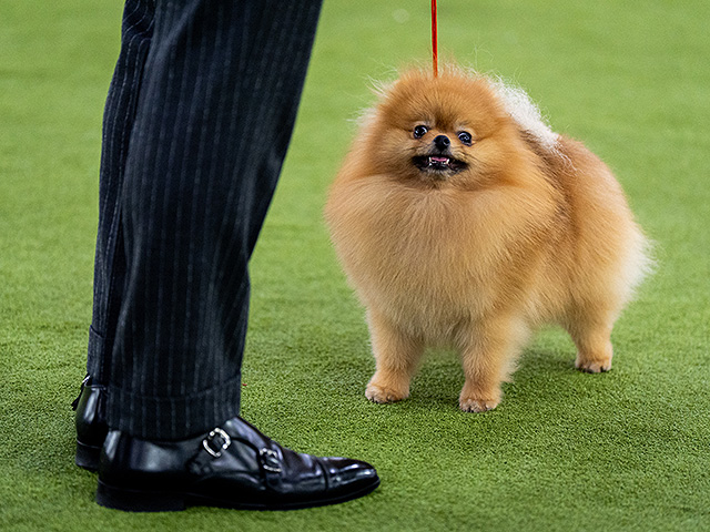 Юбилейное "вестминстерское дог-шоу" в Нью-Йорке. Фоторепортаж 2026 года