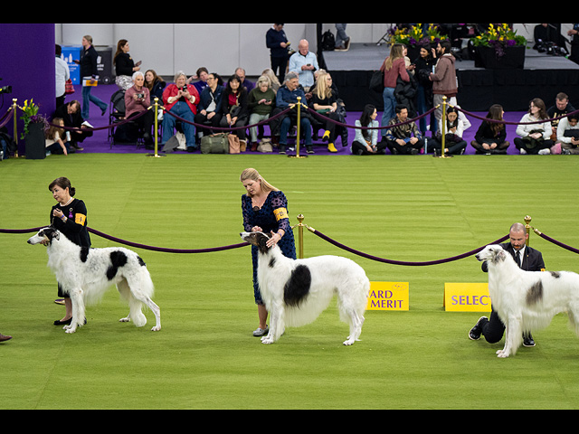 Юбилейное "вестминстерское дог-шоу" в Нью-Йорке. Фоторепортаж 2026 года