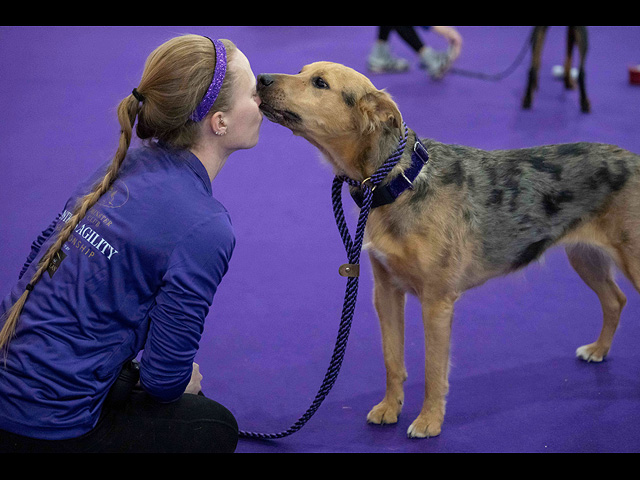 Юбилейное "вестминстерское дог-шоу" в Нью-Йорке. Фоторепортаж 2026 года