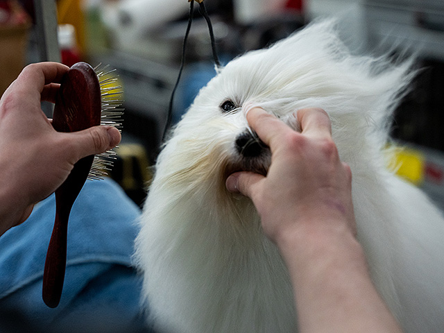 Юбилейное "вестминстерское дог-шоу" в Нью-Йорке. Фоторепортаж 2026 года