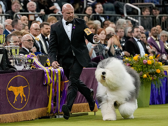 Юбилейное "вестминстерское дог-шоу" в Нью-Йорке. Фоторепортаж 2026 года
