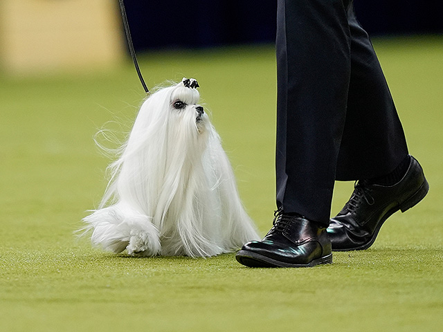 Юбилейное "вестминстерское дог-шоу" в Нью-Йорке. Фоторепортаж 2026 года