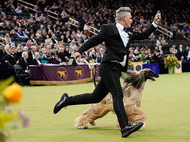 Юбилейное "вестминстерское дог-шоу" в Нью-Йорке. Фоторепортаж 2026 года