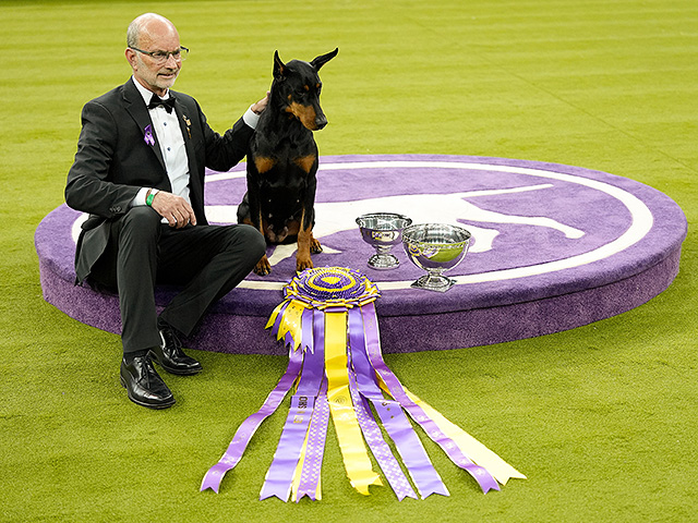 Юбилейное "вестминстерское дог-шоу" в Нью-Йорке. Фоторепортаж 2026 года