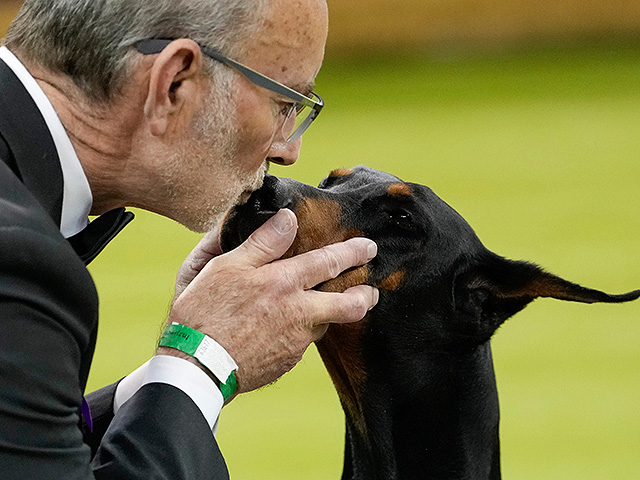 Юбилейное "вестминстерское дог-шоу" в Нью-Йорке. Фоторепортаж 2026 года