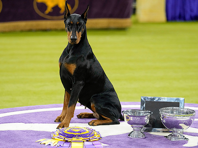 Юбилейное "вестминстерское дог-шоу" в Нью-Йорке. Фоторепортаж 2026 года