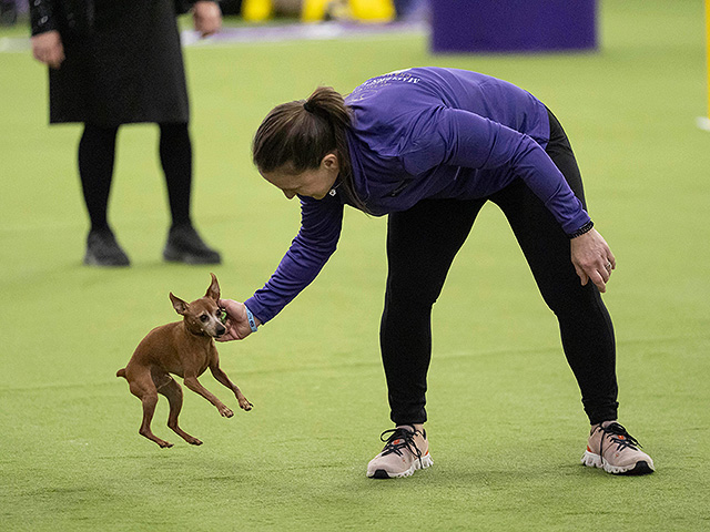 Юбилейное "вестминстерское дог-шоу" в Нью-Йорке. Фоторепортаж 2026 года