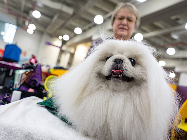 Юбилейное "вестминстерское дог-шоу" в Нью-Йорке. Фоторепортаж 2026 года
